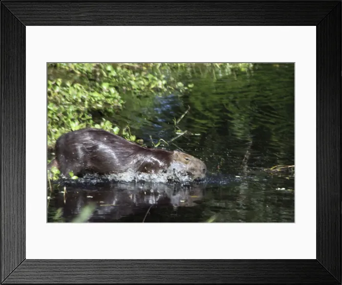 Framed Print : DDE-90038484
