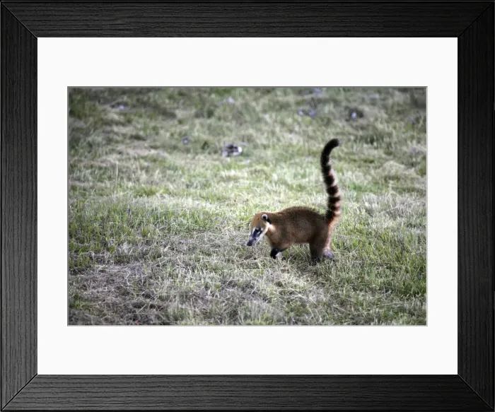 Framed Print : DDE-90038485 Framed Print : DDE-90038485