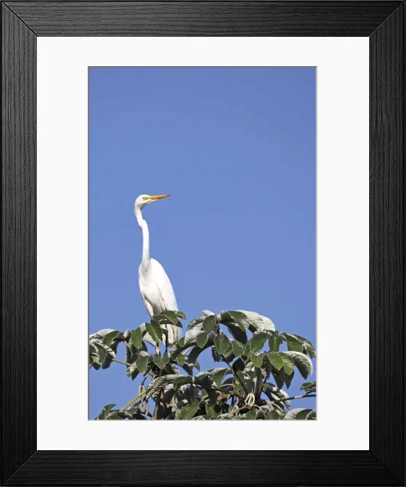 Framed Print : DDE-90038487 Framed Print : DDE-90038487