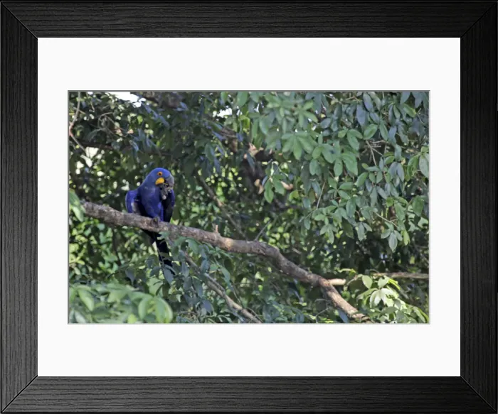Framed Print : DDE-90038488 Framed Print : DDE-90038488