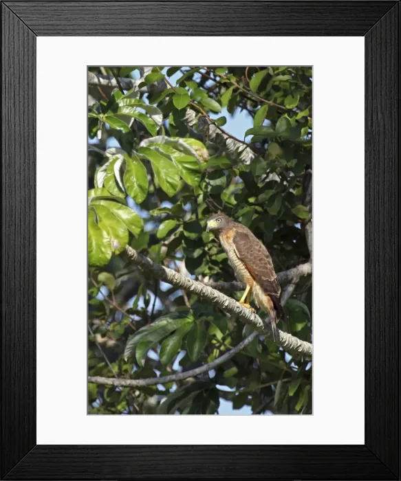 Framed Print : DDE-90038489 Framed Print : DDE-90038489
