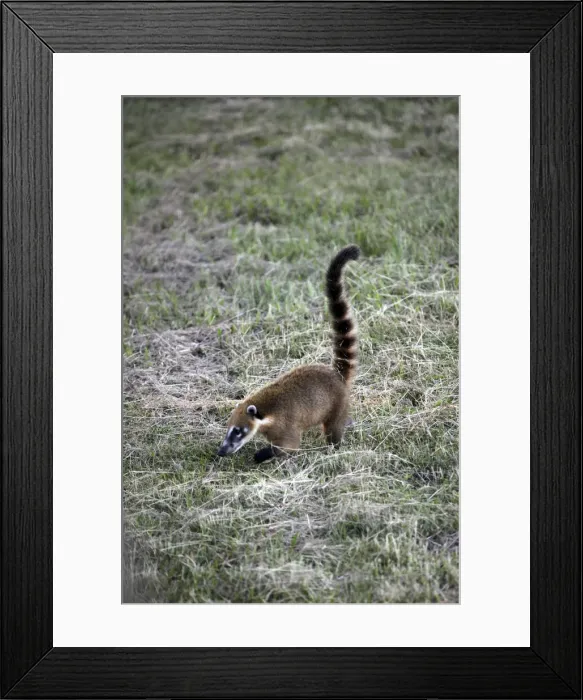 Framed Print : DDE-90038486 Framed Print : DDE-90038486