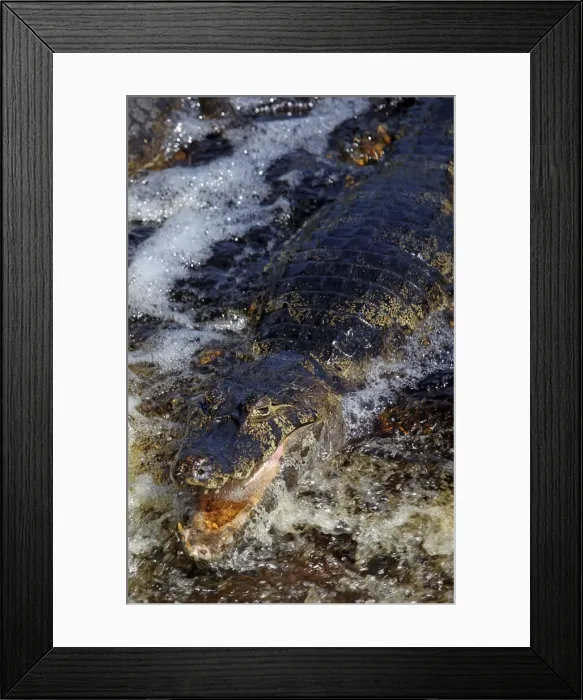 Framed Print : DDE-90038492 Framed Print : DDE-90038492