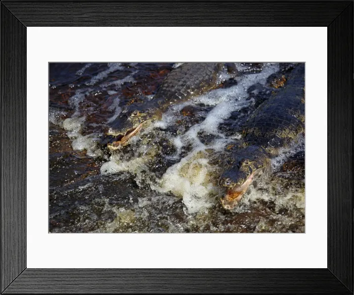 Framed Print : DDE-90038491