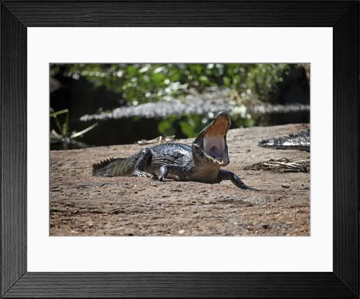 Framed Print : DDE-90038493 Framed Print : DDE-90038493