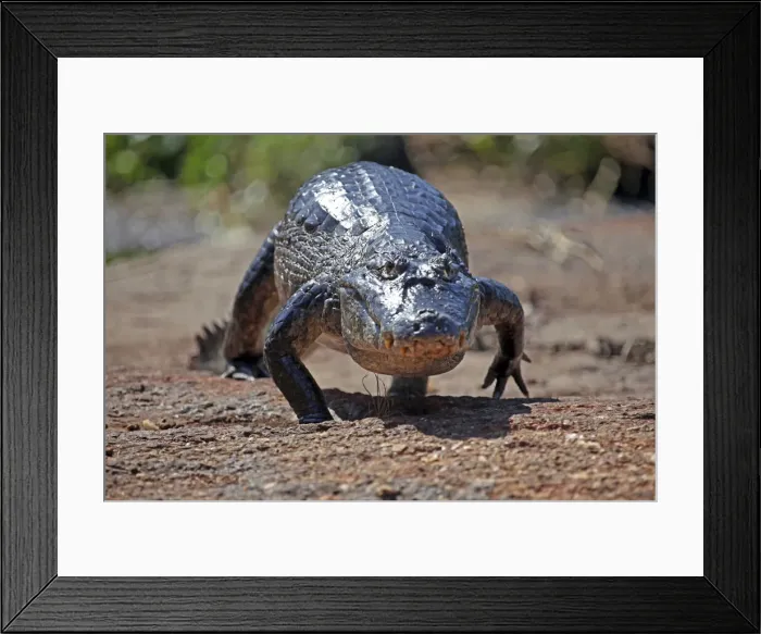 Framed Print : DDE-90038494 Framed Print : DDE-90038494