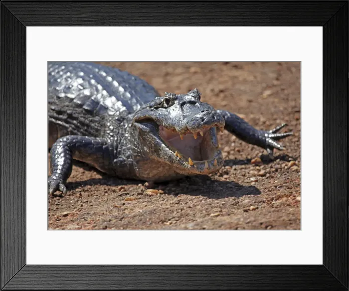 Framed Print : DDE-90038495 Framed Print : DDE-90038495