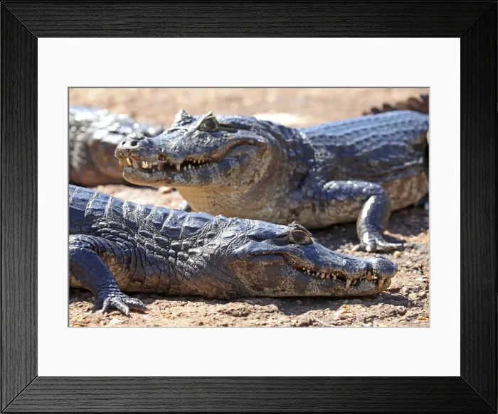 Framed Print : DDE-90038497 Framed Print : DDE-90038497