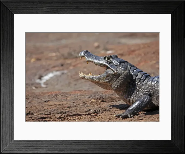 Framed Print : DDE-90038496 Framed Print : DDE-90038496