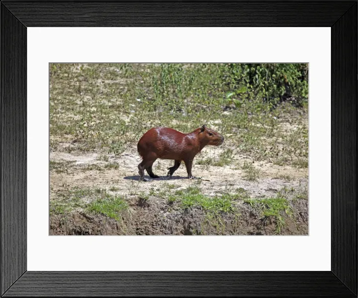 Framed Print : DDE-90038499 Framed Print : DDE-90038499