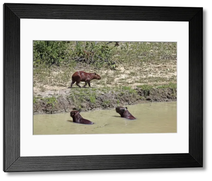 Framed Print : DDE-90038500 Framed Print : DDE-90038500
