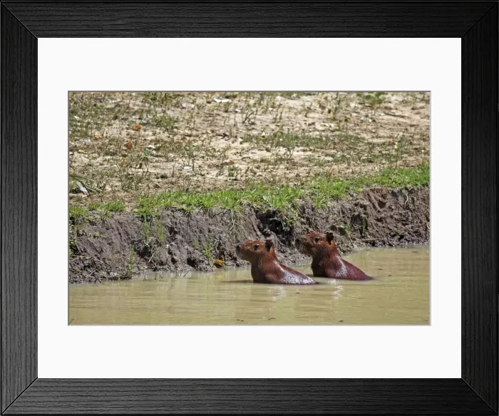 Framed Print : DDE-90038498 Framed Print : DDE-90038498