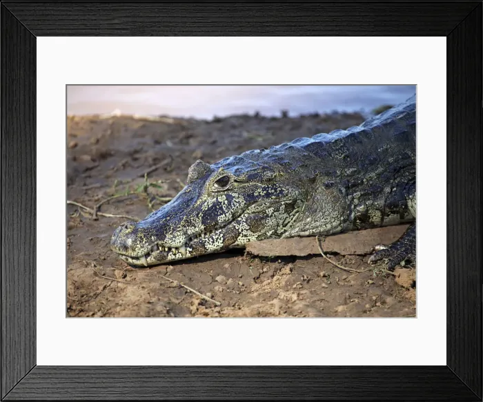 Framed Print : DDE-90038502 Framed Print : DDE-90038502