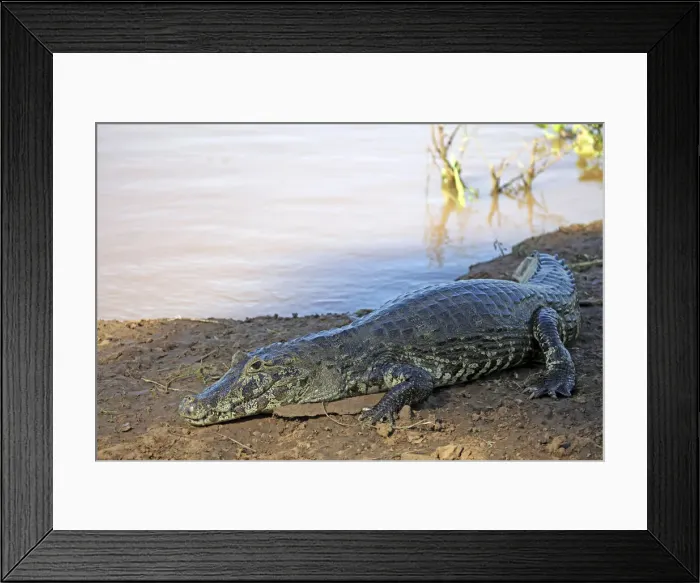 Framed Print : DDE-90038503 Framed Print : DDE-90038503