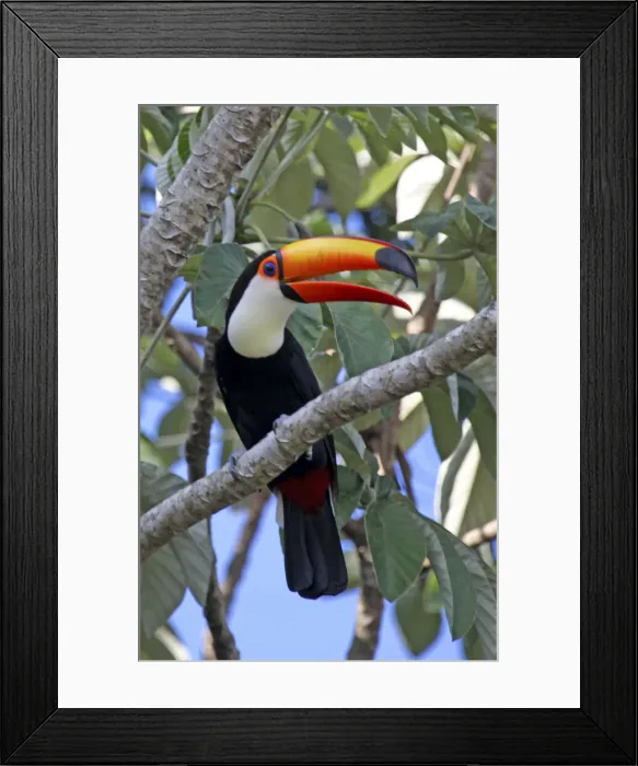 Framed Print : DDE-90038506 Framed Print : DDE-90038506