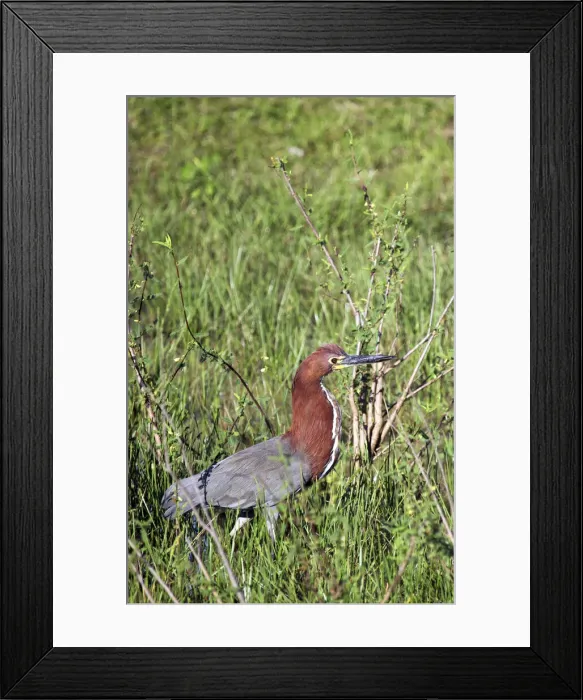Framed Print : DDE-90038507 Framed Print : DDE-90038507