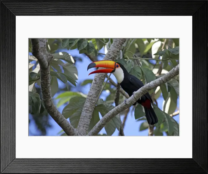 Framed Print : DDE-90038505 Framed Print : DDE-90038505