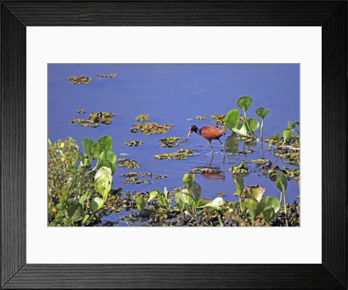 Framed Print : DDE-90038508