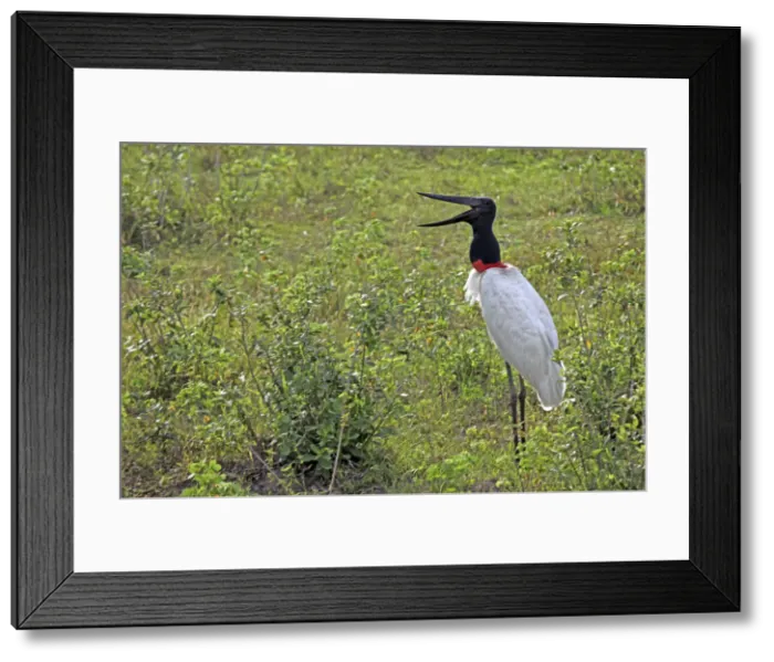 Framed Print : DDE-90038509 Framed Print : DDE-90038509