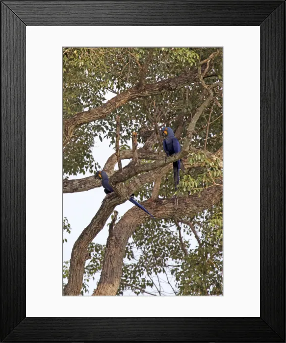 Framed Print : DDE-90038510 Framed Print : DDE-90038510
