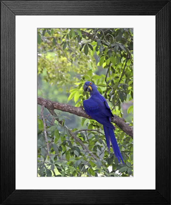 Framed Print : DDE-90038511 Framed Print : DDE-90038511