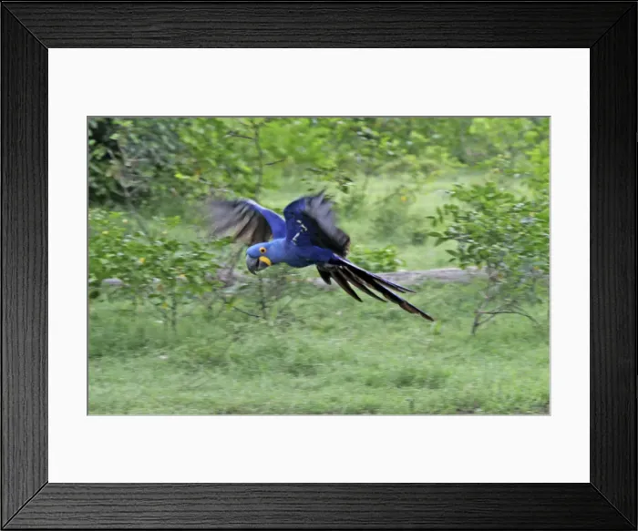 Framed Print : DDE-90038513 Framed Print : DDE-90038513
