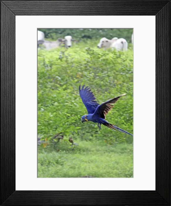 Framed Print : DDE-90038514 Framed Print : DDE-90038514