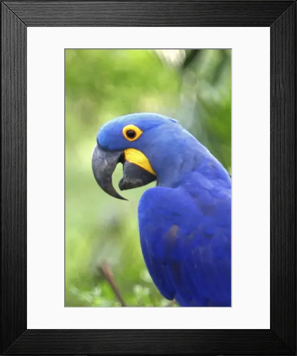 Framed Print : DDE-90038515 Framed Print : DDE-90038515