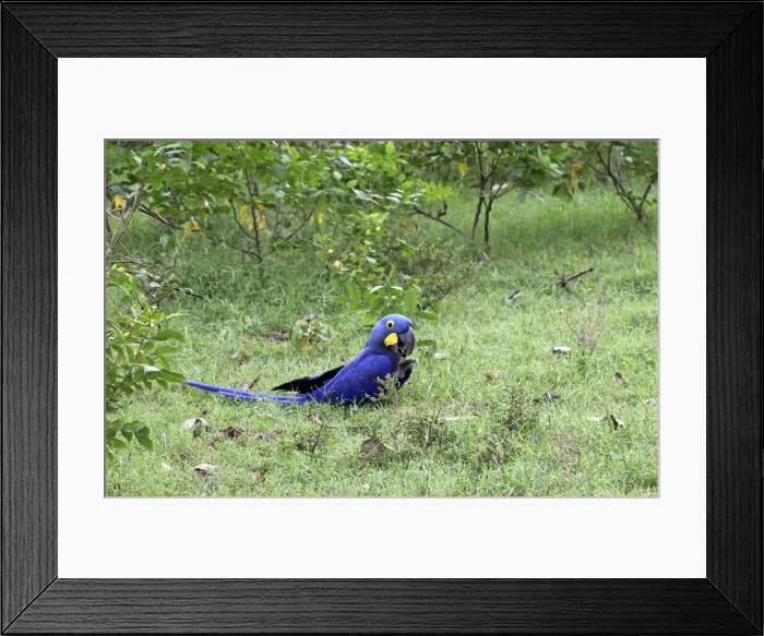 Framed Print : DDE-90038512 Framed Print : DDE-90038512