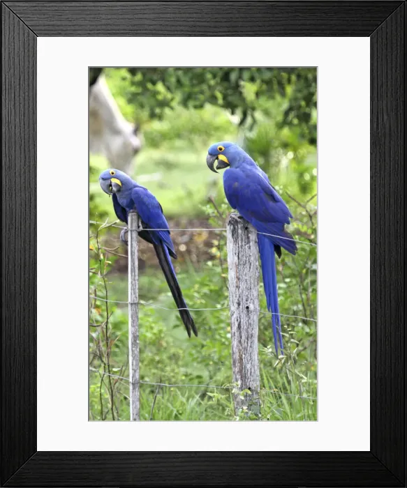 Framed Print : DDE-90038516 Framed Print : DDE-90038516