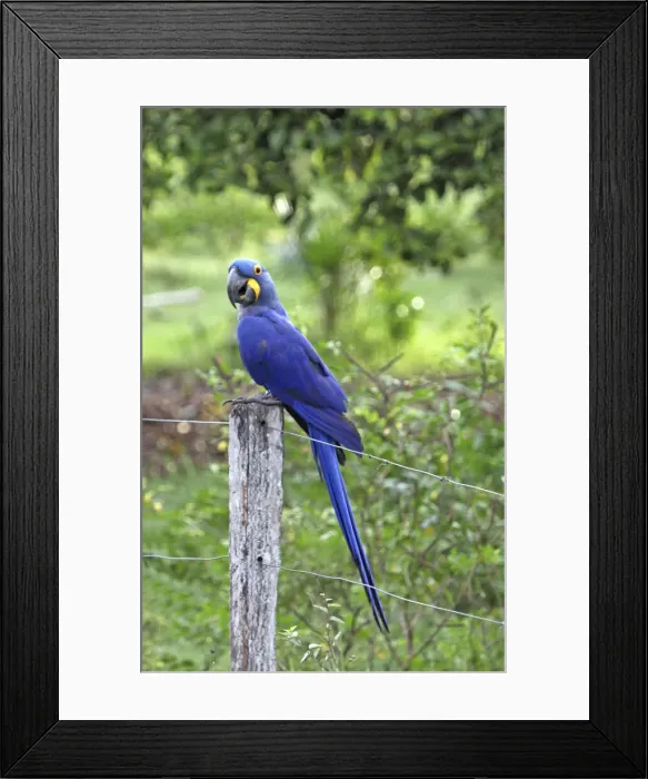 Framed Print : DDE-90038517 Framed Print : DDE-90038517