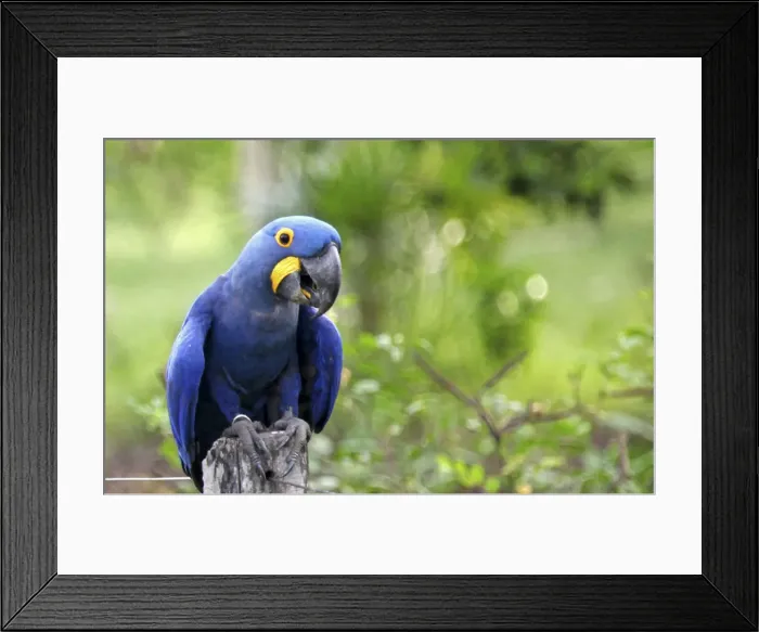 Framed Print : DDE-90038518