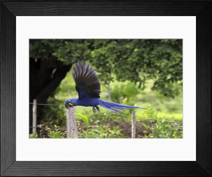 Framed Print : DDE-90038520 Framed Print : DDE-90038520