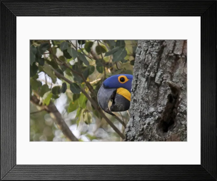 Framed Print : DDE-90038521 Framed Print : DDE-90038521