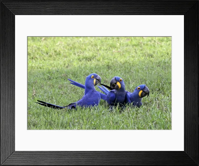 Framed Print : DDE-90038522 Framed Print : DDE-90038522