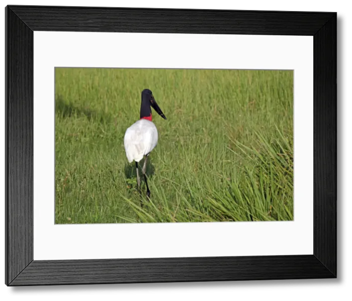 Framed Print : DDE-90038523 Framed Print : DDE-90038523