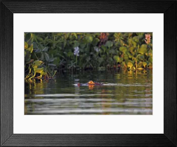 Framed Print : DDE-90038524 Framed Print : DDE-90038524