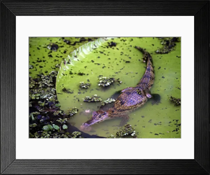 Framed Print : DDE-90038525 Framed Print : DDE-90038525