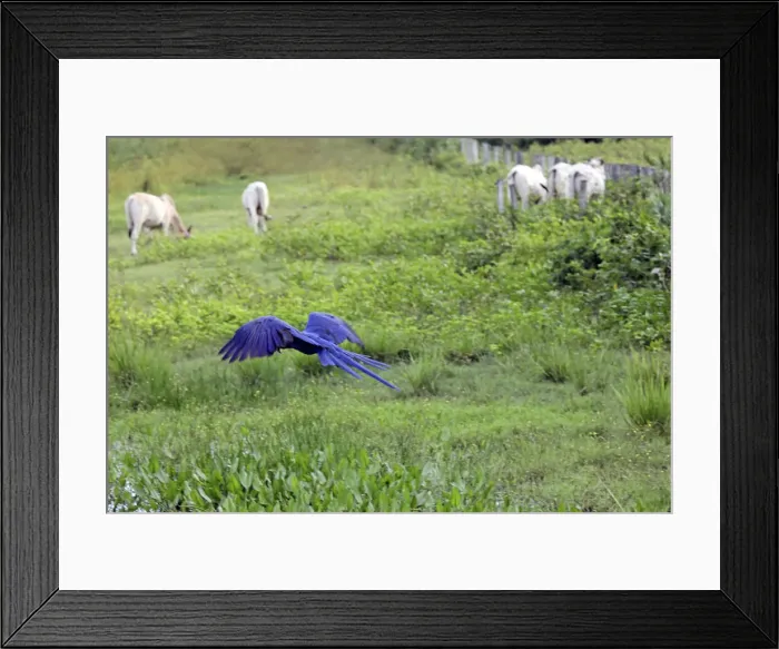 Framed Print : DDE-90038519 Framed Print : DDE-90038519