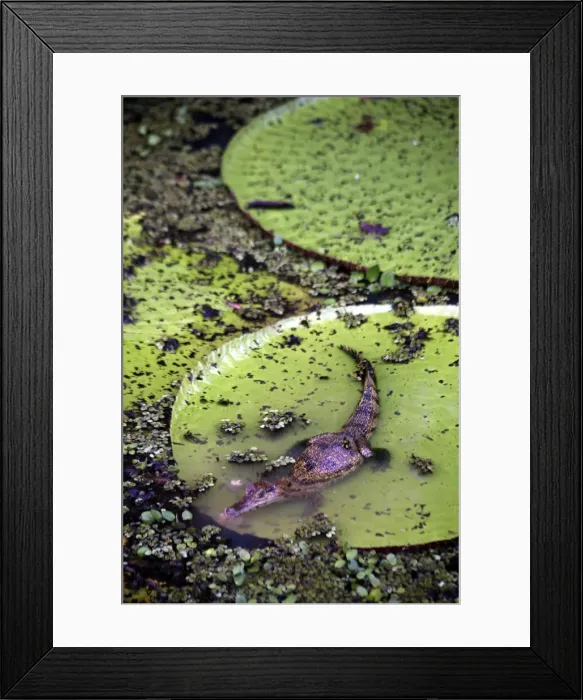 Framed Print : DDE-90038526 Framed Print : DDE-90038526
