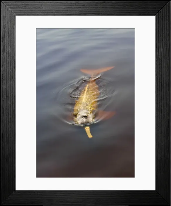 Framed Print : DDE-90038528