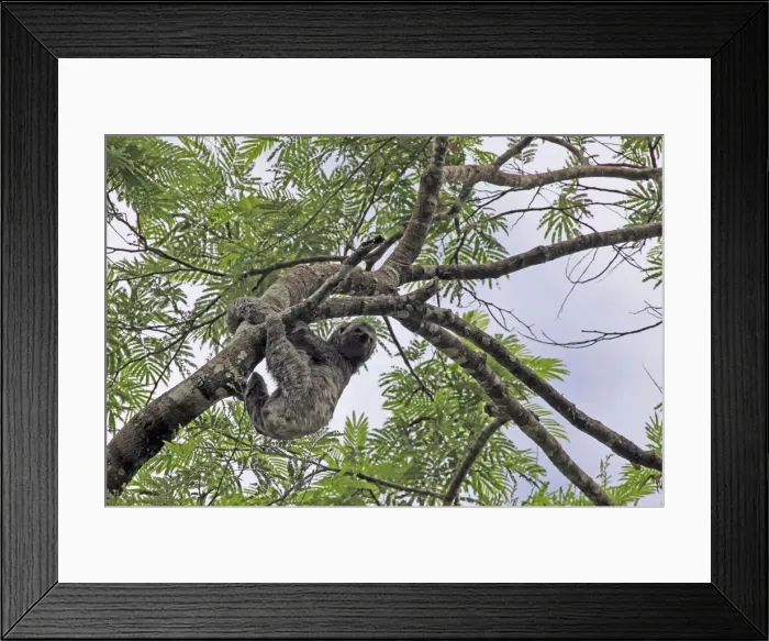 Framed Print : DDE-90038527 Framed Print : DDE-90038527