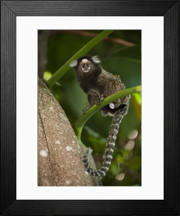 Framed Print : DDE-90038542