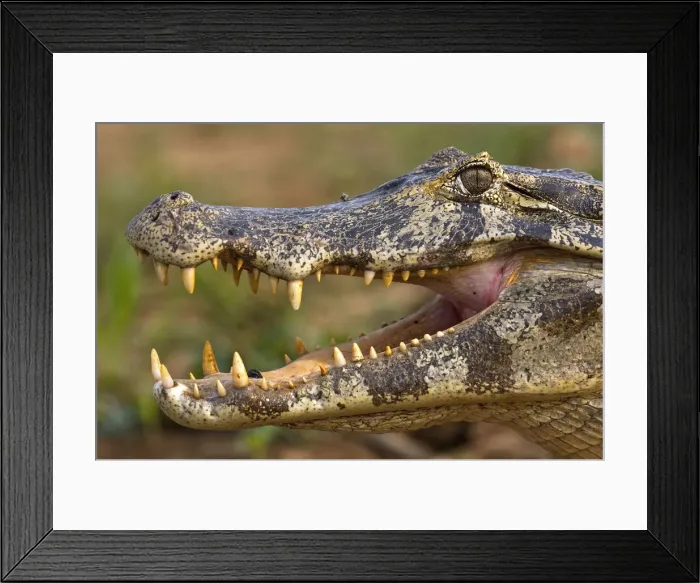 Framed Print : DDE-90038543 Framed Print : DDE-90038543