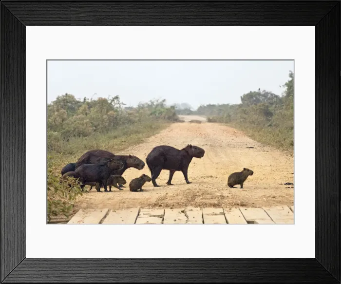 Framed Print : DDE-90038541 Framed Print : DDE-90038541