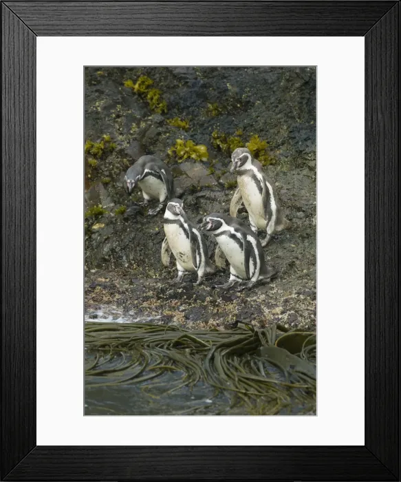 Framed Print : DDE-90038545 Framed Print : DDE-90038545