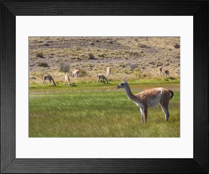 Framed Print : DDE-90038564 Framed Print : DDE-90038564
