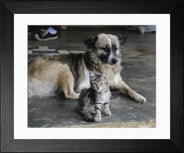 Framed Print : DDE-90038584 Framed Print : DDE-90038584