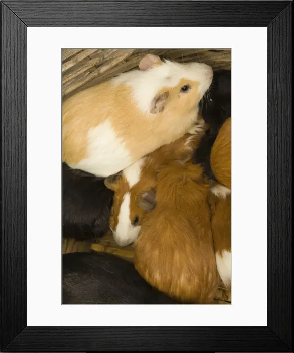 Framed Print : DDE-90038585 Framed Print : DDE-90038585
