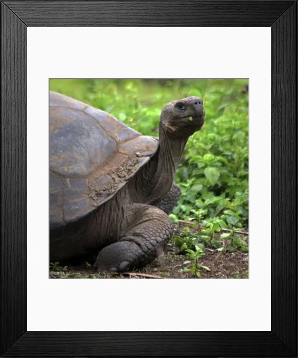 Framed Print : DDE-90038586